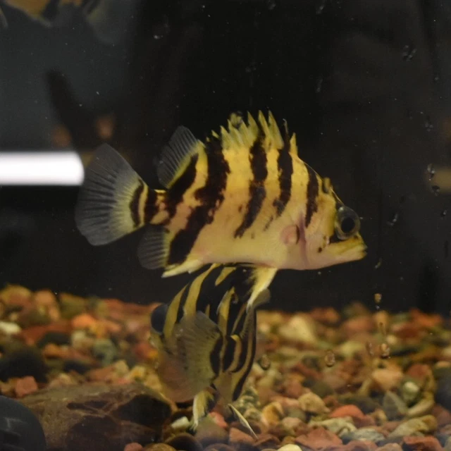 Live Indonesian Tiger Datnoid (4" Freshwater Aquarium Fish) *PLS READ DESCR* 9