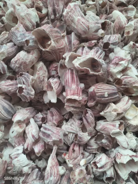 500g loose pink barnacles. Sea shells aquarium, hermit crabs decorating crafts