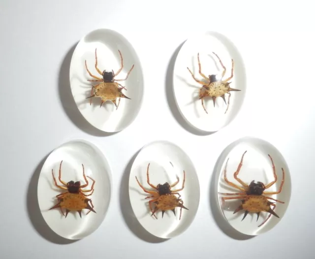 Insect Cabochon Spiny Spider Specimen Oval 18x25 mm on white 5 pieces Lot