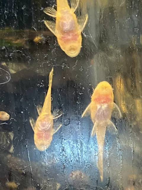 6 Pack Albino Bristlenose Pleco (Ancistrus sp.) Bushynose Pleco