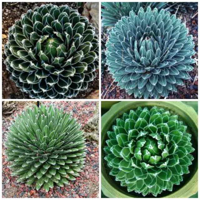 10 semillas de agave reginae victoriae, plantas suculentas,seed S