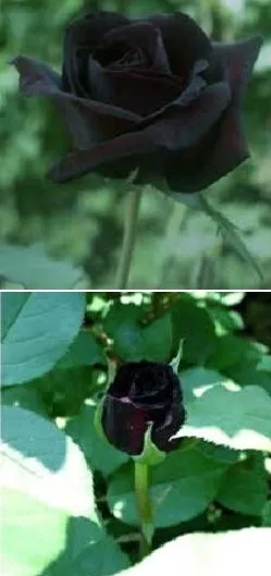 Jetzt pflanzen ! Schwarze Rose schnellwüchsige Pflanze  Deko Samen