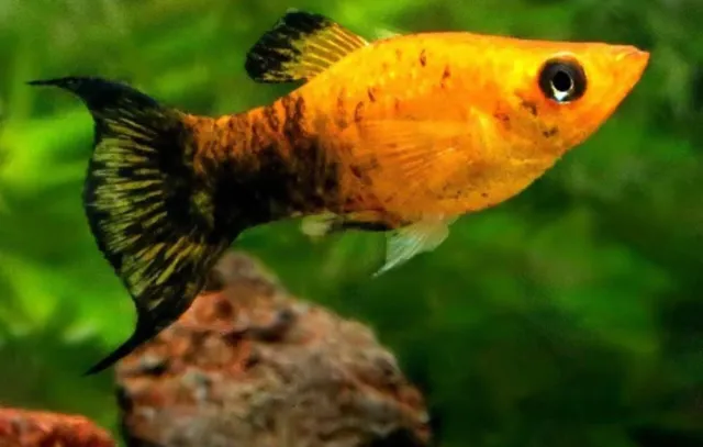 Molly Fish Gold dust lyretail (Male) - Live Aquarium Fish - USA Breeder / Seller