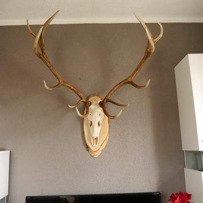 12 Ender Red Deer Antler Cervi Su Betulla Disco Albero Baumschild H 120cm Deco 