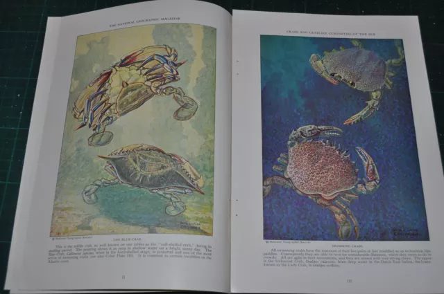 1928 CRABS magazine article, Crabs & Crablike sea creatures, color artwork