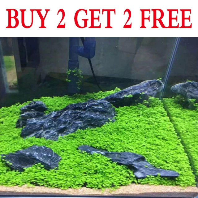 Aquarium Plant Seeds Fish Tank Aquatic Water Grass Foreground Easy Plants Decor