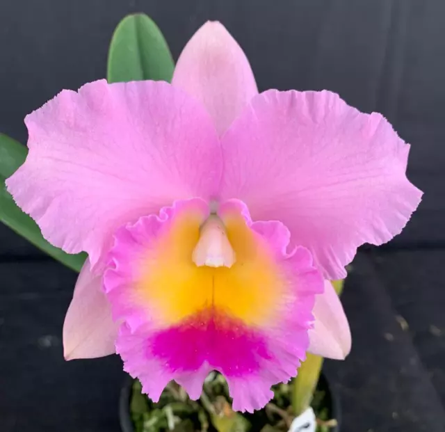 RON Cattleya Orchid Special Quality Division Div C. Dal's Choice 'SJC' (B678)