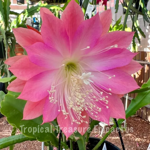 Epiphyllum 'ULANA SCALLYWAG'  (ONE ROOTED Cutting) - ESA Registered