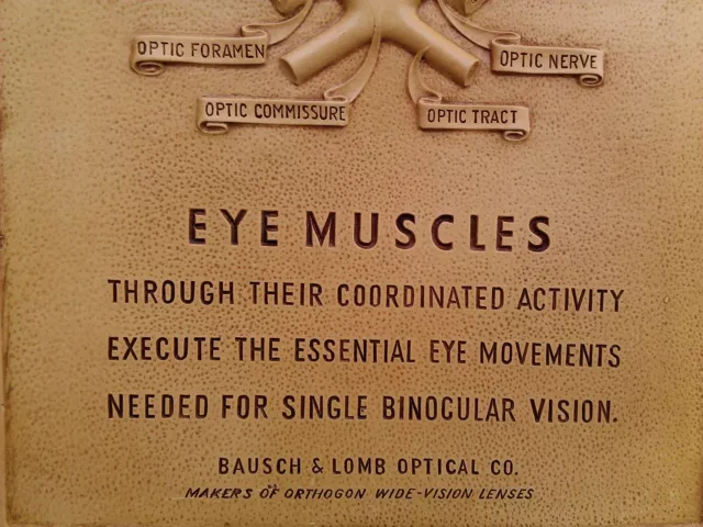 Bausch Lomb Syroco optical anatomy 3 D engraved advertisement plaque EYE MUSCLES 3