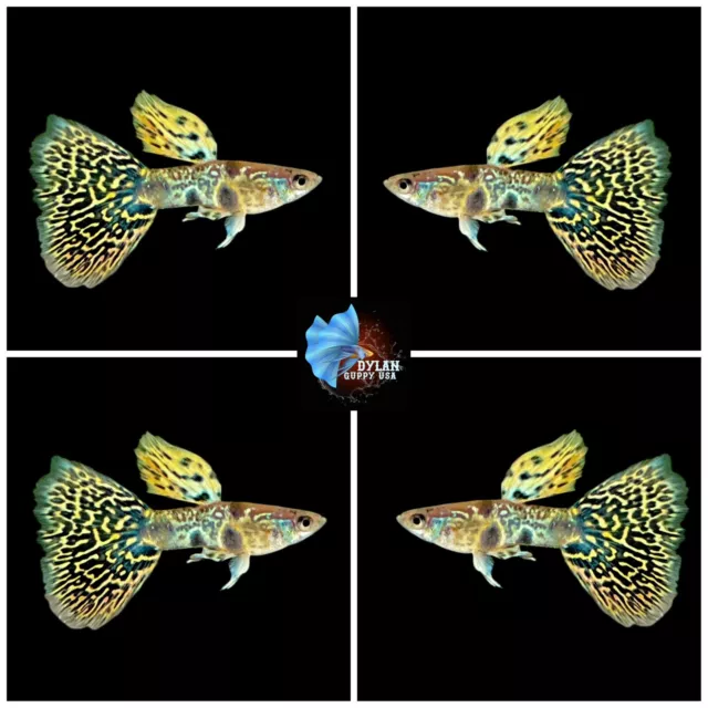 1X Male - Live Aquarium Guppy Fish High Quality - Tiger King Cobra - USA Seller