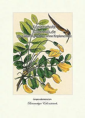 Baumartiger Erbsenstrauch Caragana arborescens Erbsensztaruch Vilmorin A4 287