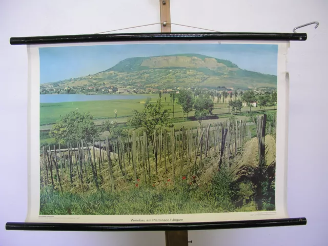 Nice Old Wall Picture Weinanbau Wine Culture Balaton Hungarian Vine 75x51