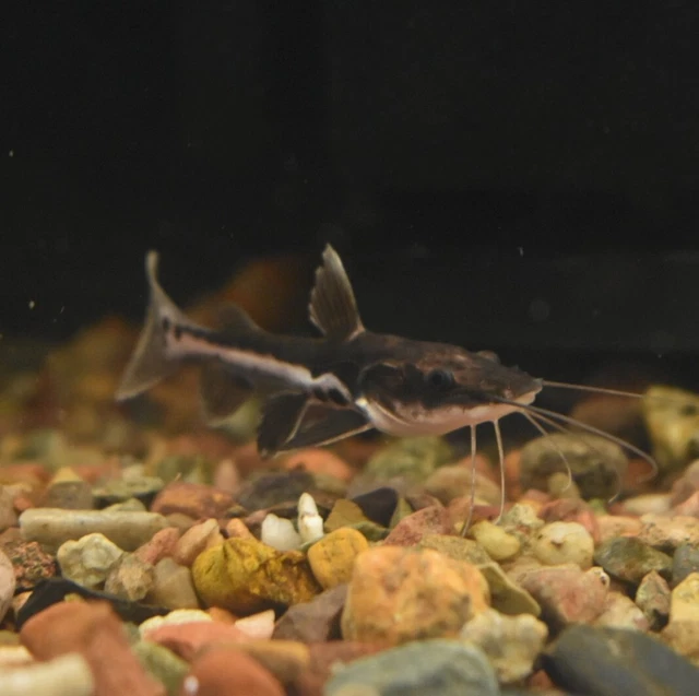 Live Redtail Shovelnose Hybrid Catfish (2" Aquarium Fish) *PLS READ DESCR* 3