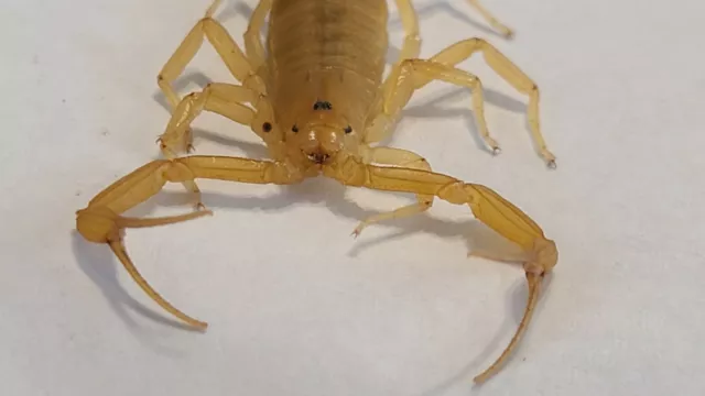 FEEDER 5 pack Arizona Bark Scorpions  