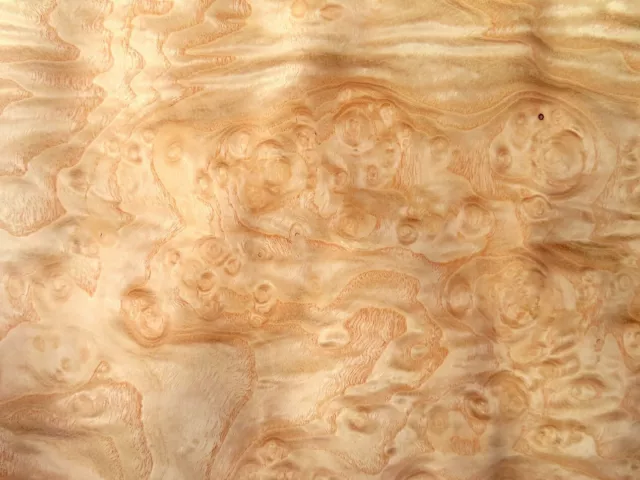 24 x FURNIER ESCHE MASER KNOLLE INTARSIE Tischplatte Möbel Regal Edelholz Design