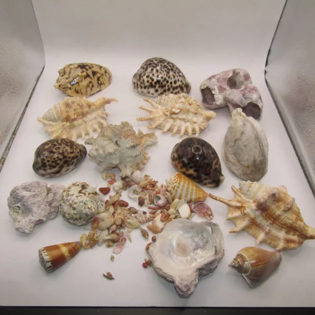 Natural Sea Shells Mixed Natural Seashells Beautiful Selection just under 1.2kg