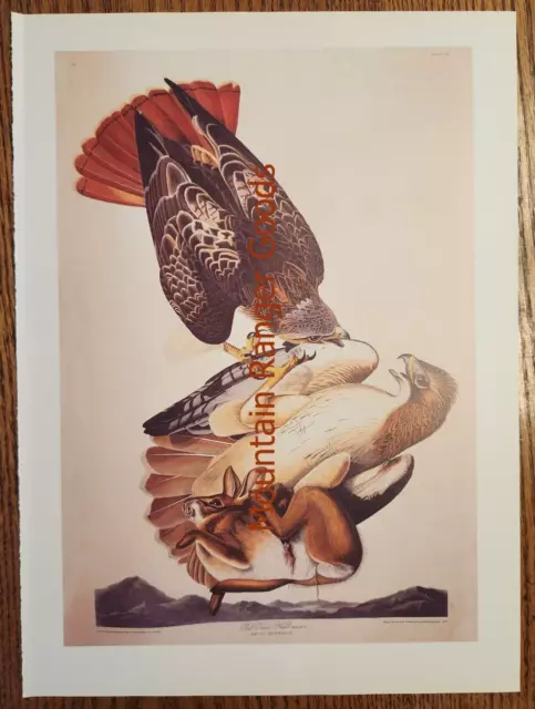 Audubon Red Tailed Hawk Falco Borealis Buteo Jamaicensis Book Page Print Plate