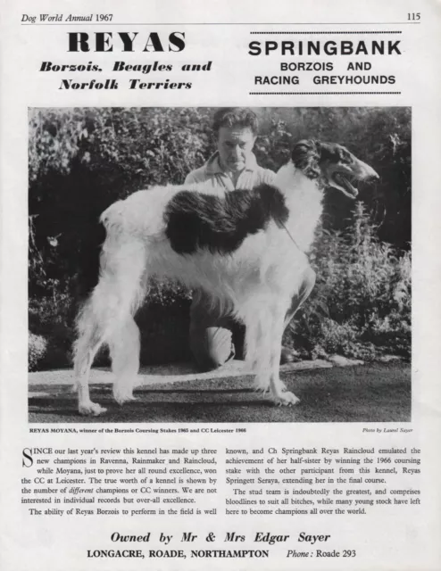 Borzoi Dog World 1967 Dog Breed Kennel Advert Print Page Reyas Kennels