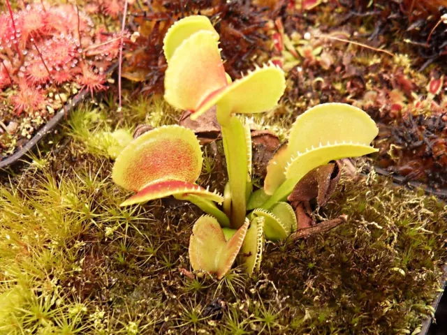 Dionaea "Sinusoïdea x 12A Carnivoria