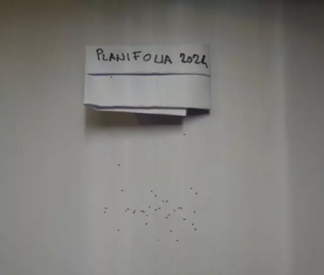 25+ semi feschi di Pinguicula planifolia (primavera 2024), rara pianta carnivora