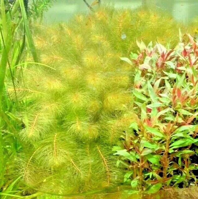 *BUY 2 GET 1 FREE* Red Myrio Myriophyllum Heterophyllum Live Aquarium Plants ✅