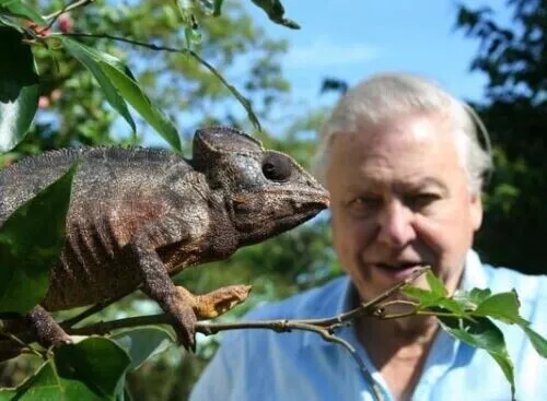 David Attenborough Unsigned 10" x 8" Photo - Naturalist and author *204