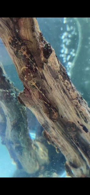 3 Pack Calico Bristlenose Plecos, (Ancistrus sp.) @ 2"-3" Quality Homebred fish 2
