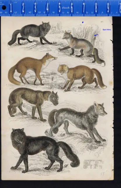 CANIS - Wolves & Foxes - 1835 Cuvier  Natural History