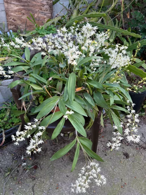DENDROBIUM KINGIANUM AUSTRALIAN species Orchid White Fragrant Plant $39 ...