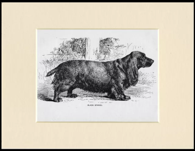 Field Spaniel Antique 1900 Dog Print Mounted Ready To Frame