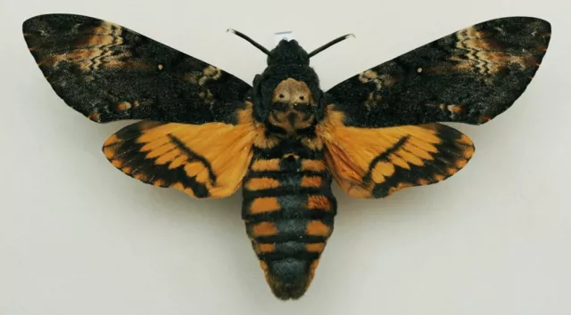 Acherontia atropos - Death's-head Hawk-moth - #8 - wingspan 123 mm - female