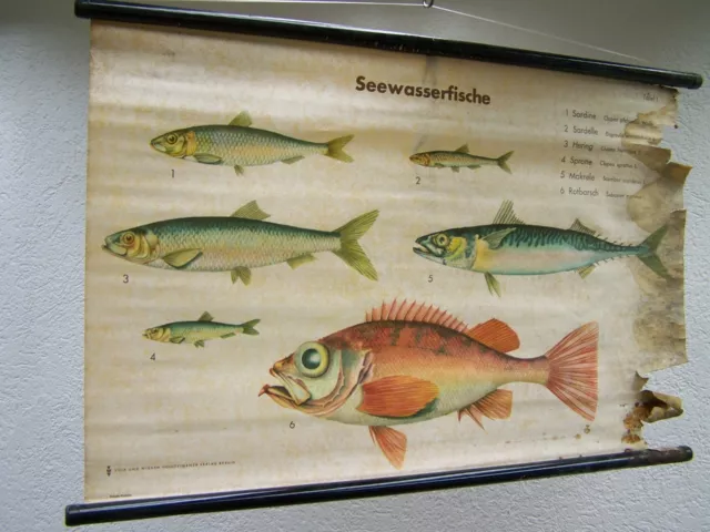 Alte Lehrtafel Wandkarte Rollkarte DEKO Fischhandel Süßwasserfische Teil I