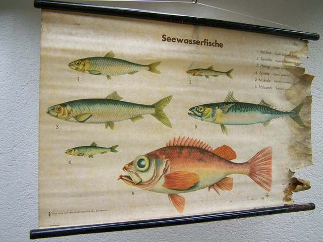 Antiguo Pizarra de Enseñanza Mapa Pared Papel Deco Fischhandel Süßwasserfische