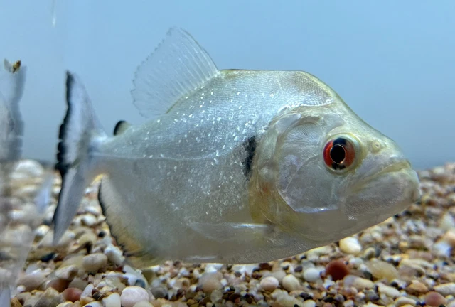 Xingu Black Rhom Piranha 5.5”-Live Freshwater Tropical Aquarium Fish
