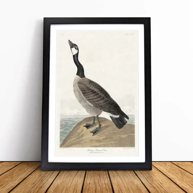 Hutchins Barnacle Goose Framed Wall Art Print Large Picture Painting Poster