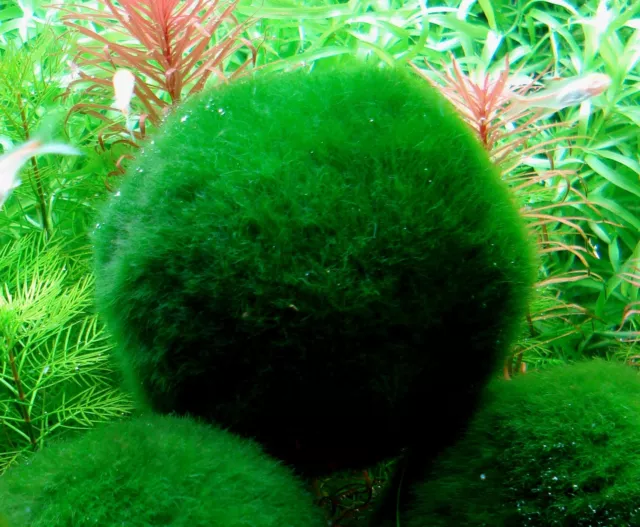 micro  cladophora x 6 mini boules anti nitrates  plante crevettes moosball