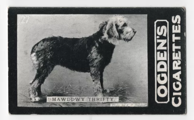 Otterhound Tobacco Card Dog Card 1902 Ogdens Tabs Cigarettes Series D #127