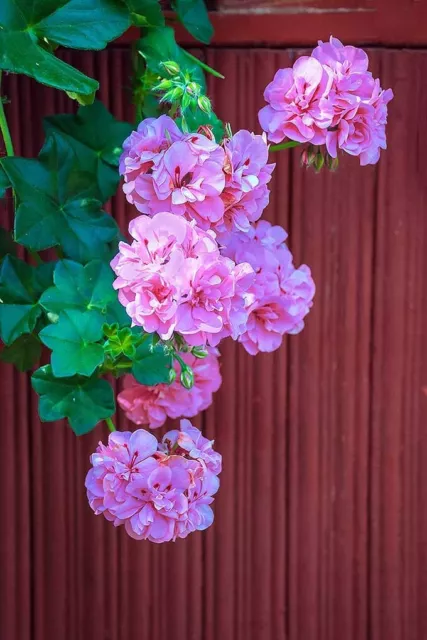 Geranium/pelargonium  Mixed Colours 5 Cuttings （Different colors, No repeats）