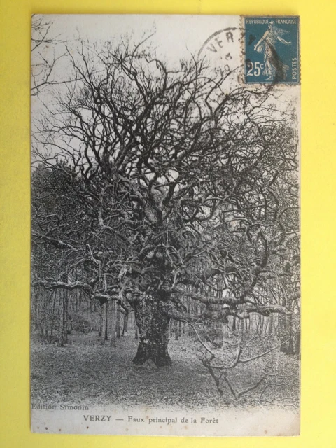 cpa FRANCE 51 - VERZY Marne FAUX PRINCIPAL de la FORÊT ARBRE TREE