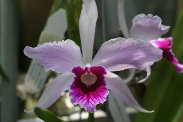 L. purpurata `Canaima's Pechi' AM/AOS Original Division Cattleya Orchid