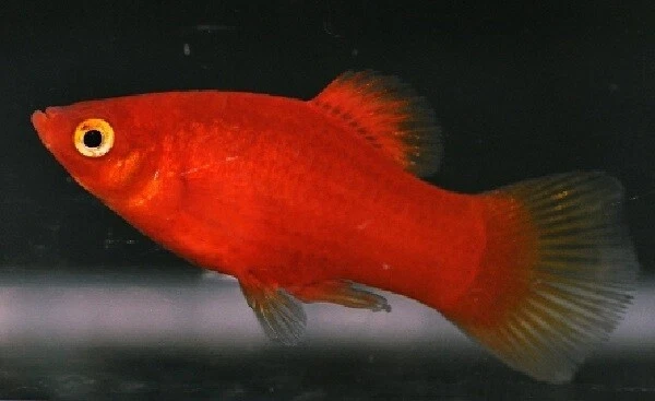 Red Platy LIVE FISH Read Description