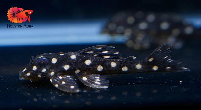 (3) L201 SNOWBALL AKA ORINOCO ANGEL PLECO - Snow Ball Live Pleco Premium A+