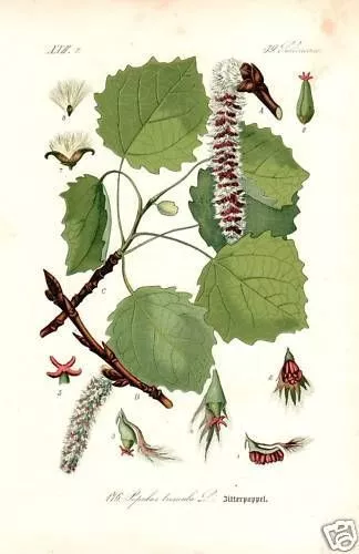 Zitter- Pappel (Populus tremula) Espe Lithographie Thome 1886