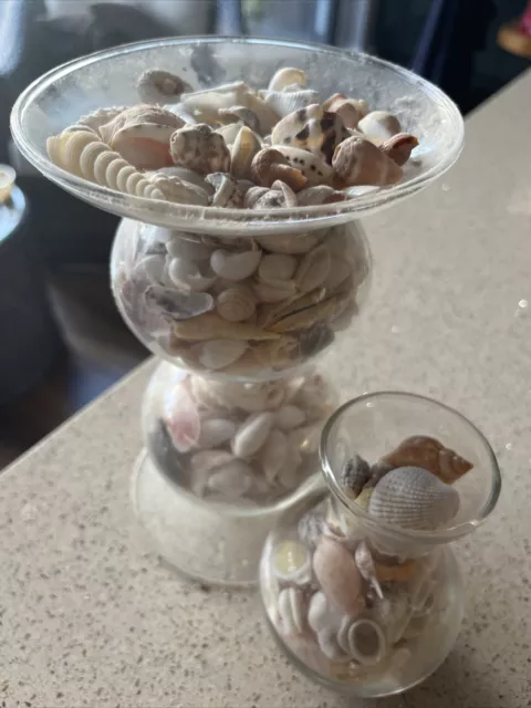 Large Mixed Selection Of Sea Shells weighs 1.3kg INCLUDES Shell plantpot holder