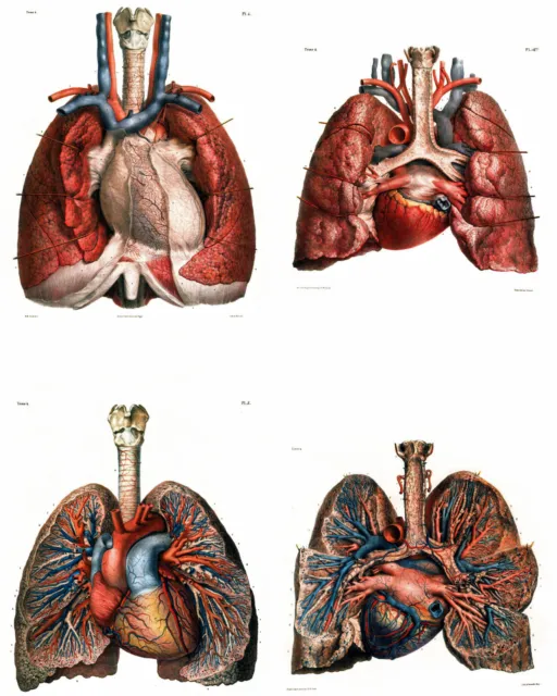 Atlas Of Human Anatomy & Medical Surgery Lungs  Painting Giclee Print Canvas