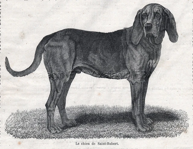 Dog Bloodhound Saint Hubert Hound Foundation Breed 1870s Antique Engraving Print