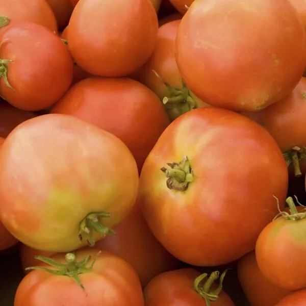 Long Keeper Tomato Seeds | Heirloom | Organic