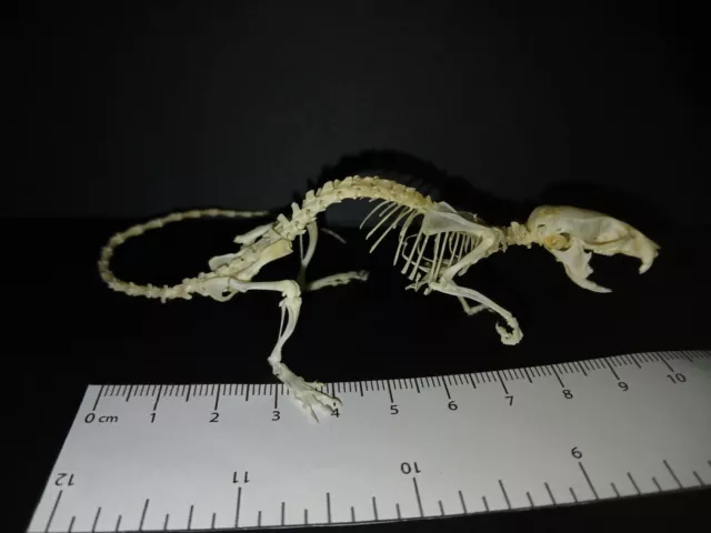 Genuine House Mouse (Mus musculus domesticus) bone skeleton taxidermy