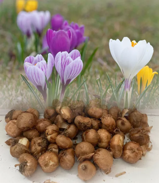 100 Mixed(Vernus)Crocus Bulbs Large Blooms Spring Garden Perennial Special Offer