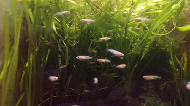 8 Pearl Galaxy Medaka Rice Fish - Homebred